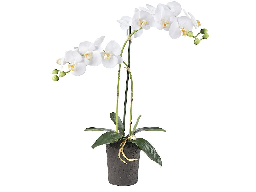 Kunstplant Orchidee / Phalaenopsis 2-tak wit H53cm - HTT Decorations