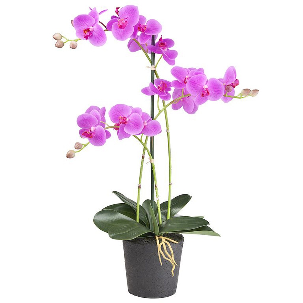 Kunstplant Orchidee / Phalaenopsis 3-tak roze H63cm - HTT Decorations