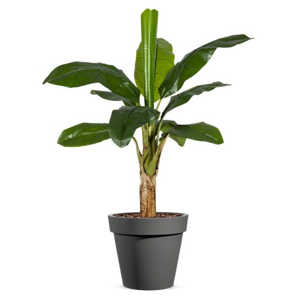 Kunstplant Bananenplant in Easy antraciet H140cm - HTT Decorations