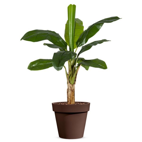 Kunstplant Bananenplant in Easy bruin H140cm - HTT Decorations