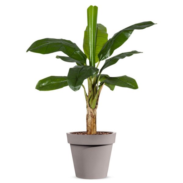 Kunstplant Bananenplant in Easy taupe H140cm - HTT Decorations